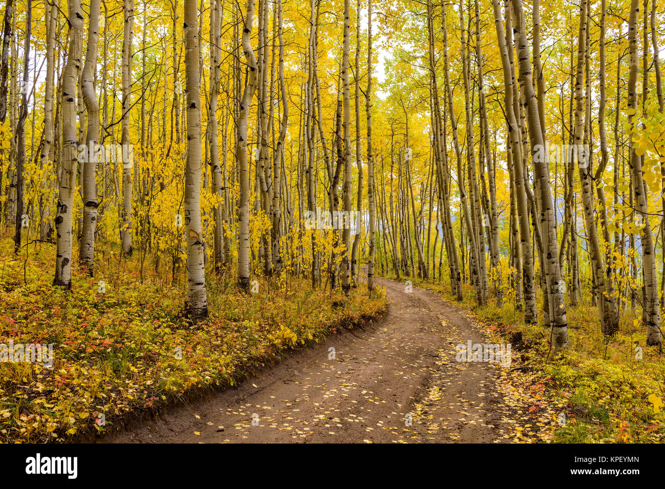 Hiking trail forest autumn hi-res stock photography and images - Alamy