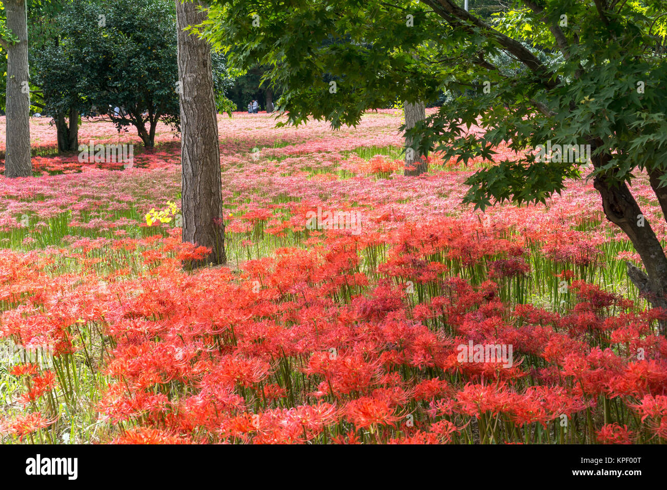 Spider lily field hi-res stock photography and images - Alamy