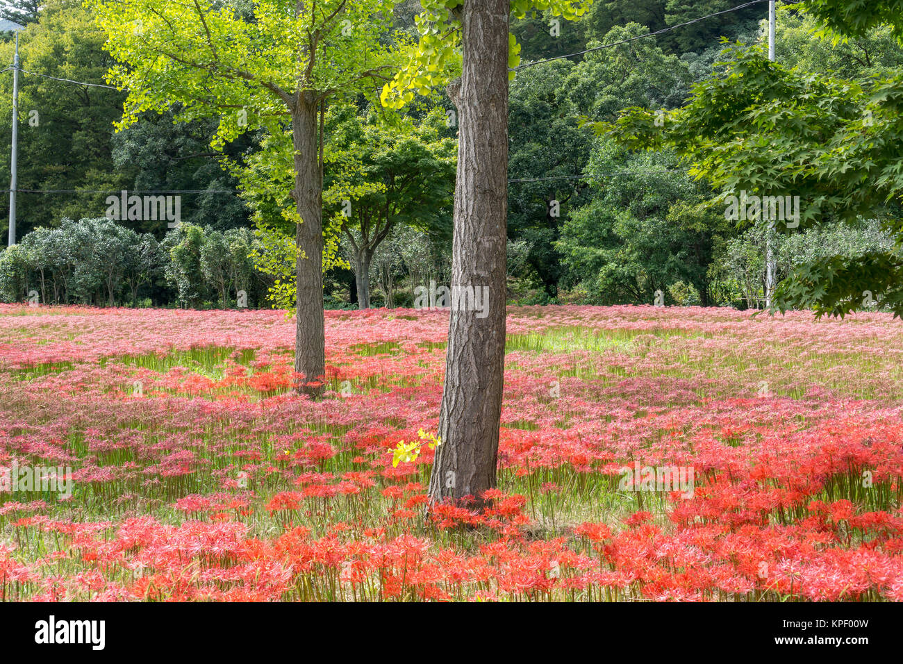 Spider lily field hi-res stock photography and images - Alamy