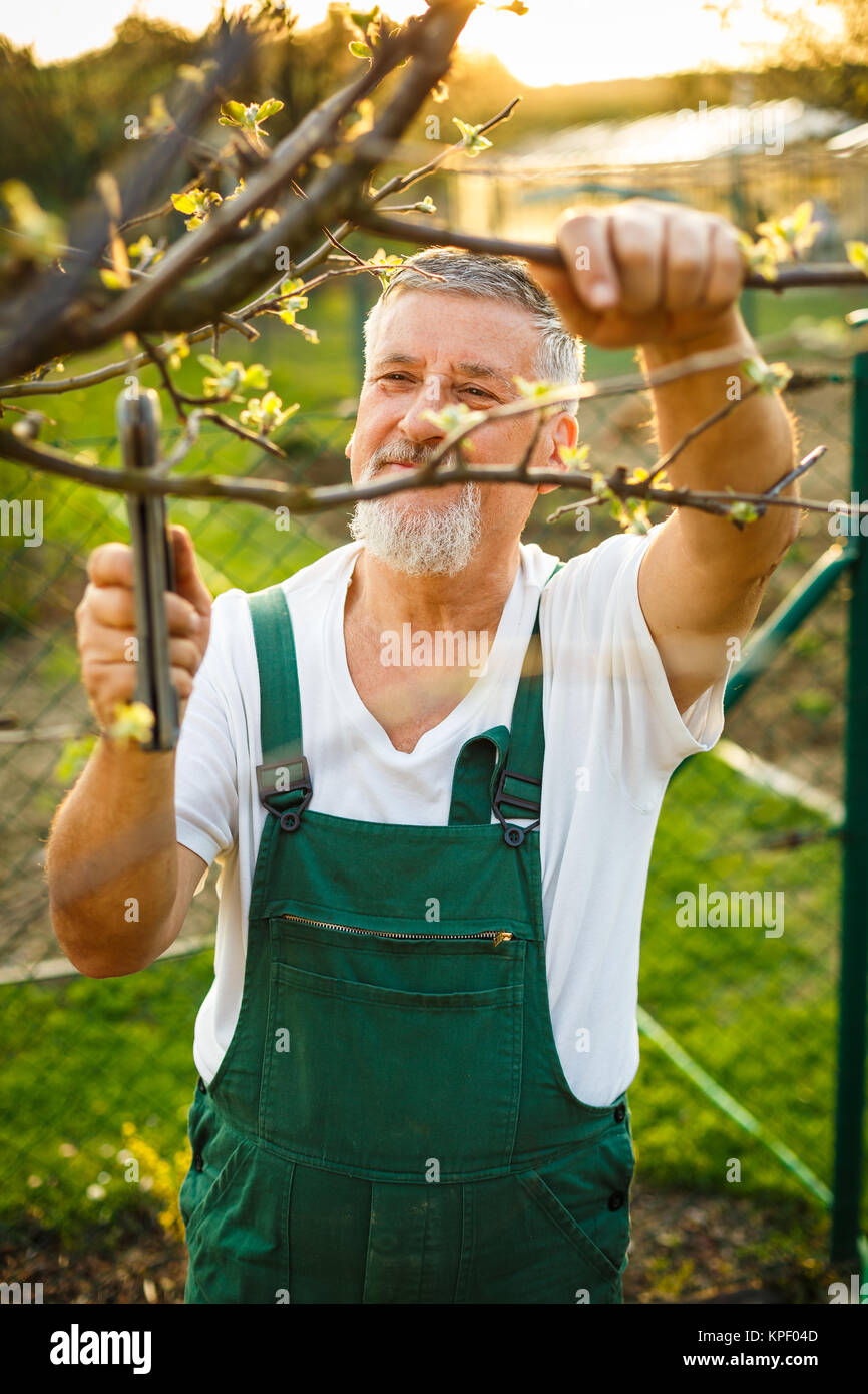 Portrait of a handsome senior man gardening in his garden, on a lovely spring day (color toned image) Stock Photo