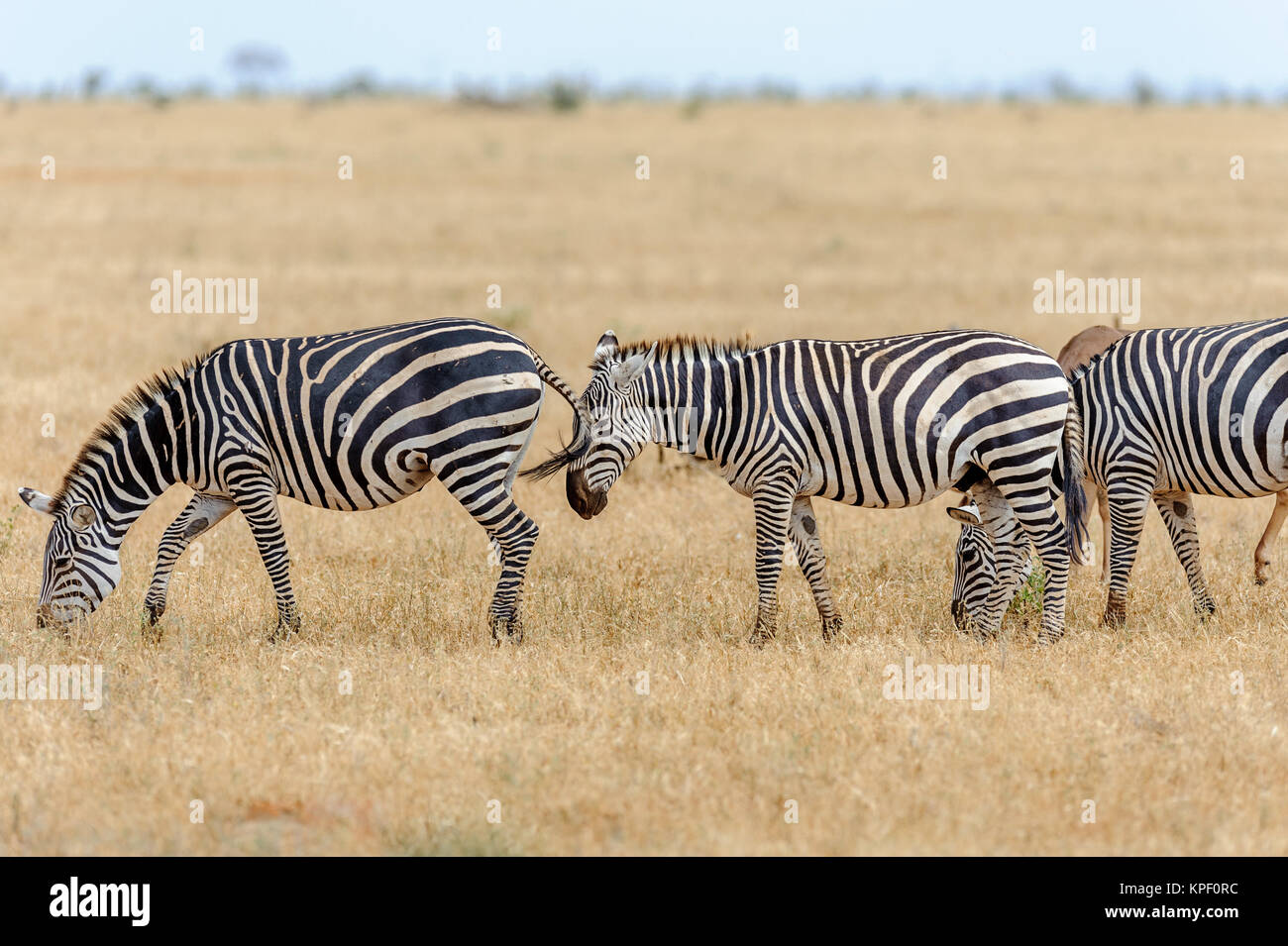 herd of Zebra in the savannah of Africa Stock Photo - Alamy