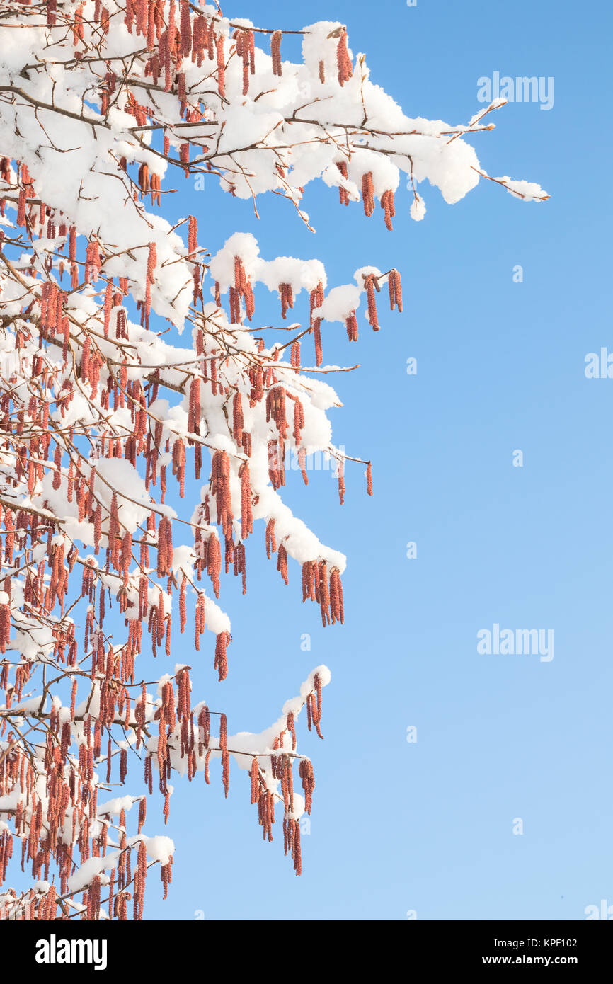Melting snow on birch or alder catkins against spring sky Stock Photo