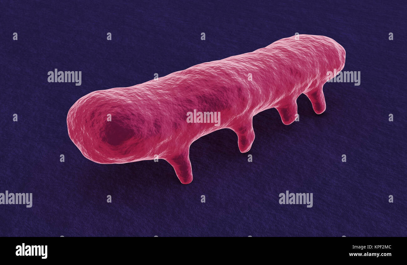 under the microscope, salmonella bacterium Stock Photo - Alamy