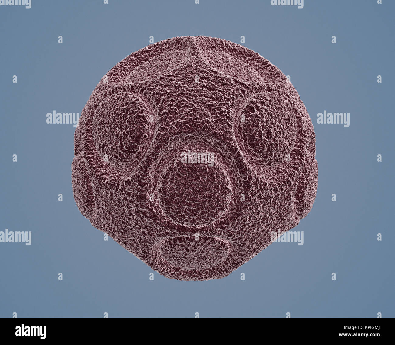 under the microscope, pollen Stock Photo Alamy