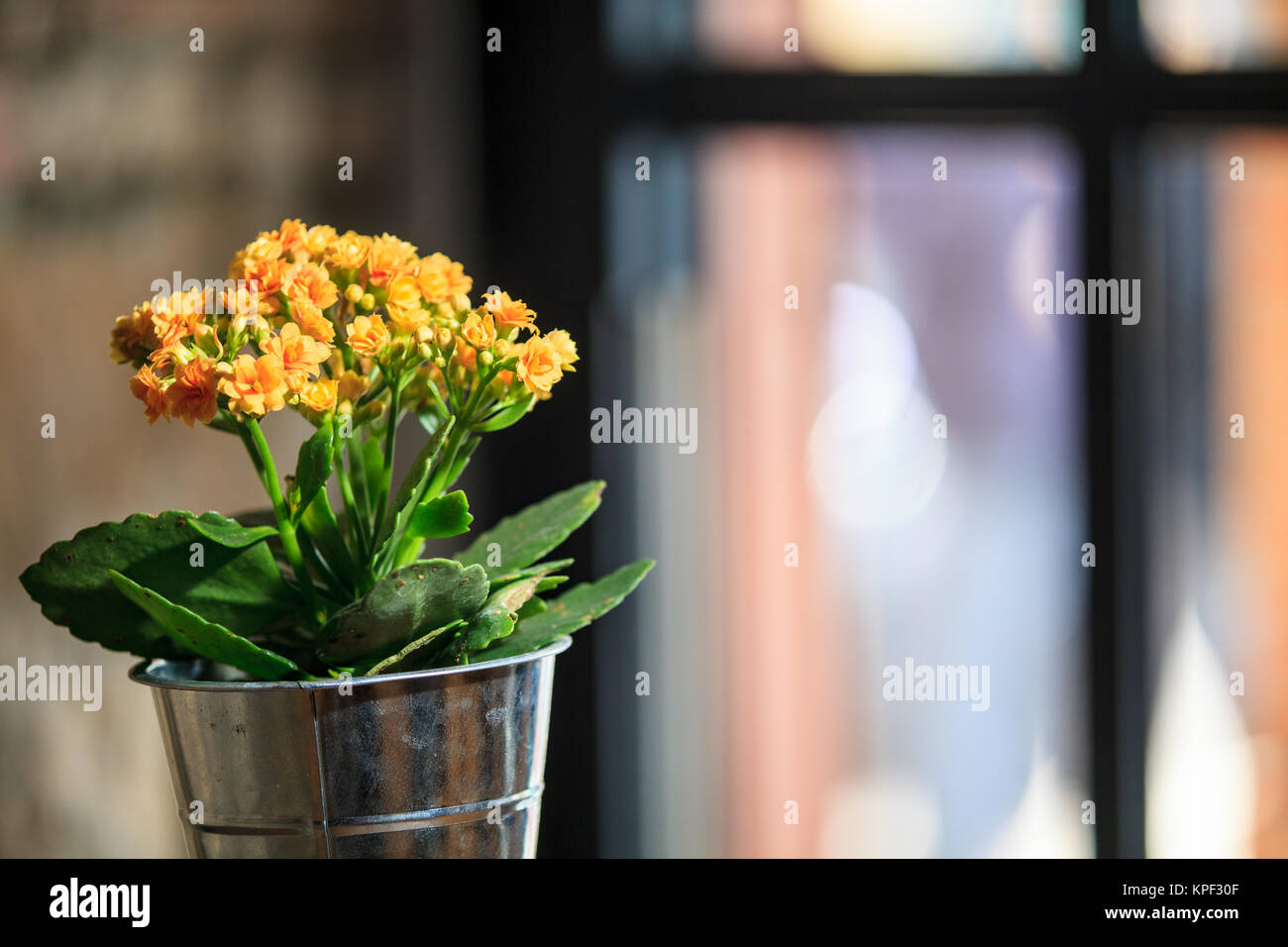 nice background color with nice flower Stock Photo