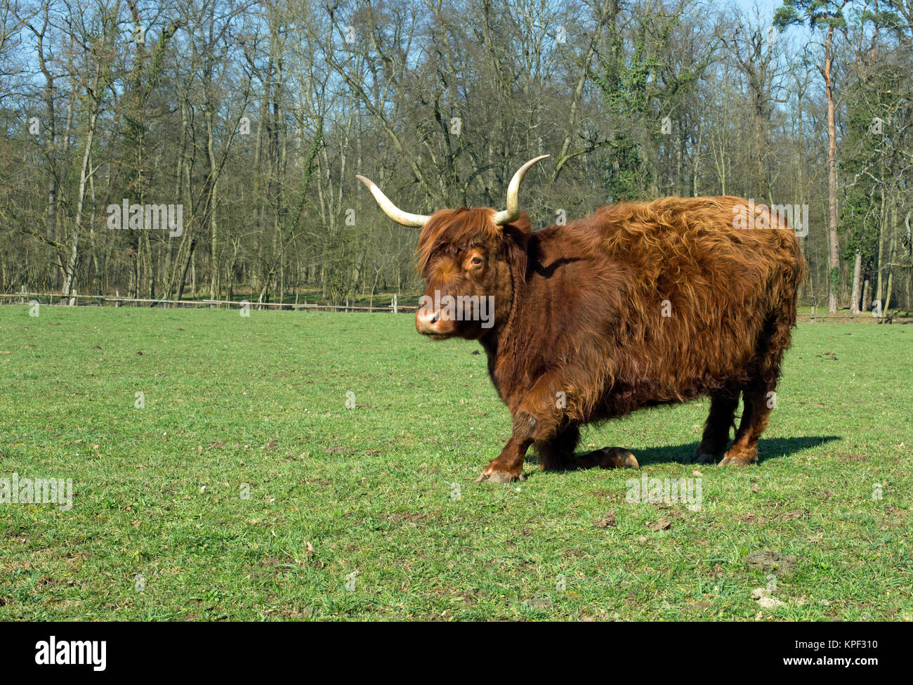 Scottish highland cattle on a meadow,blue cloudless sky Stock Photo - Alamy