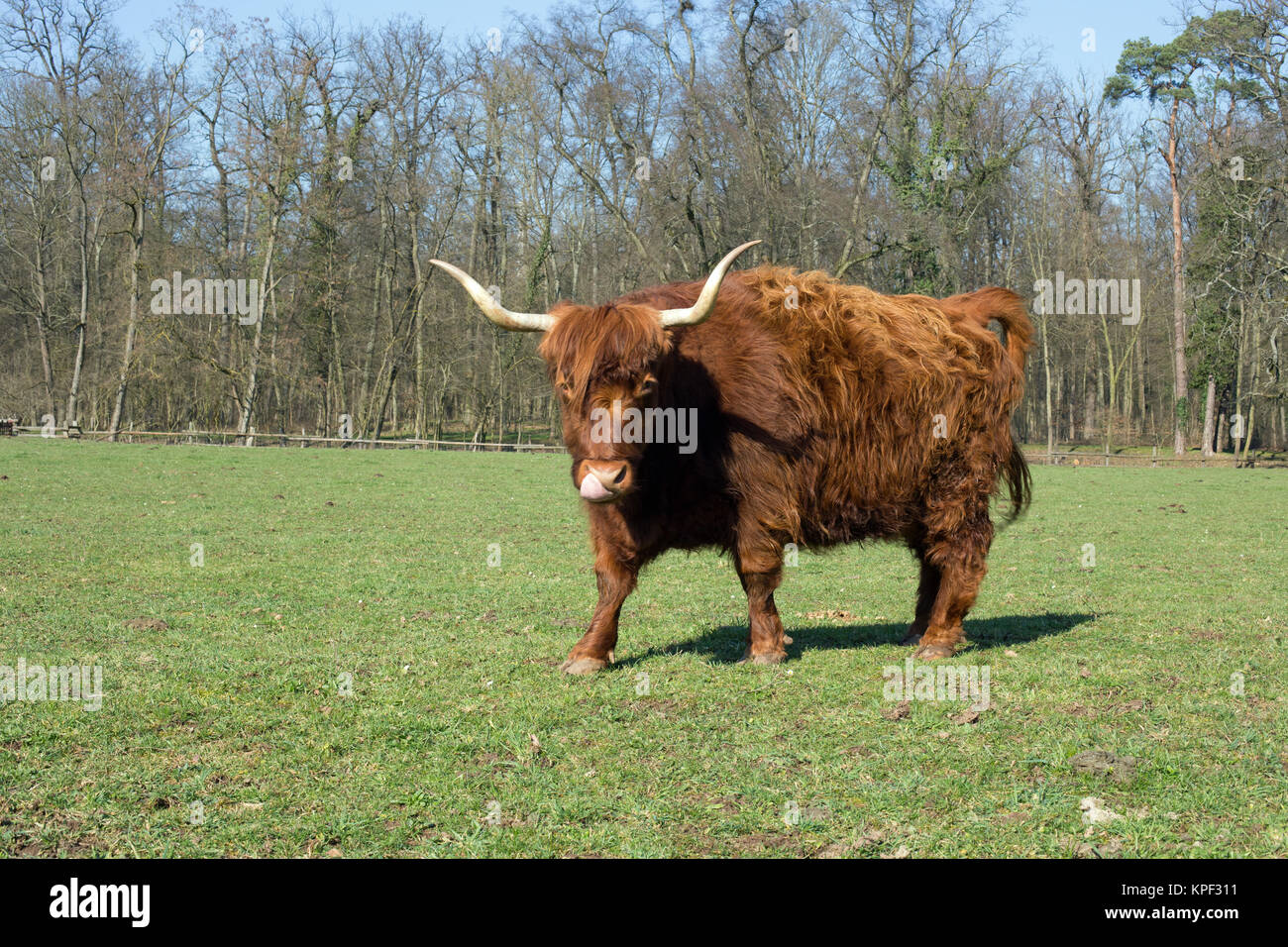Scottish highland cattle on a meadow,blue cloudless sky Stock Photo - Alamy