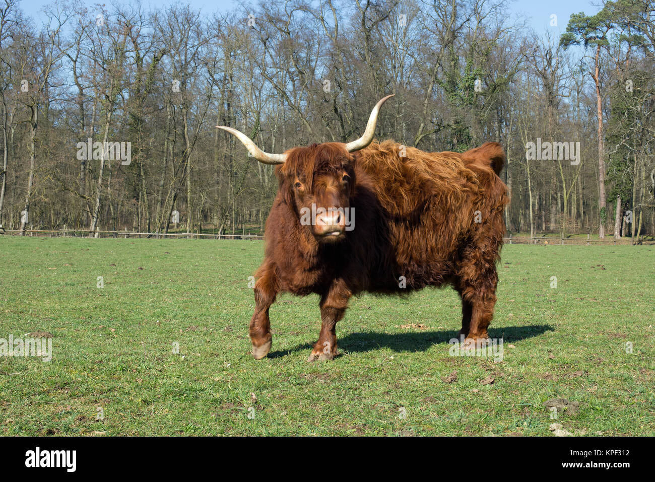 Scottish highland cattle on a meadow,blue cloudless sky Stock Photo - Alamy