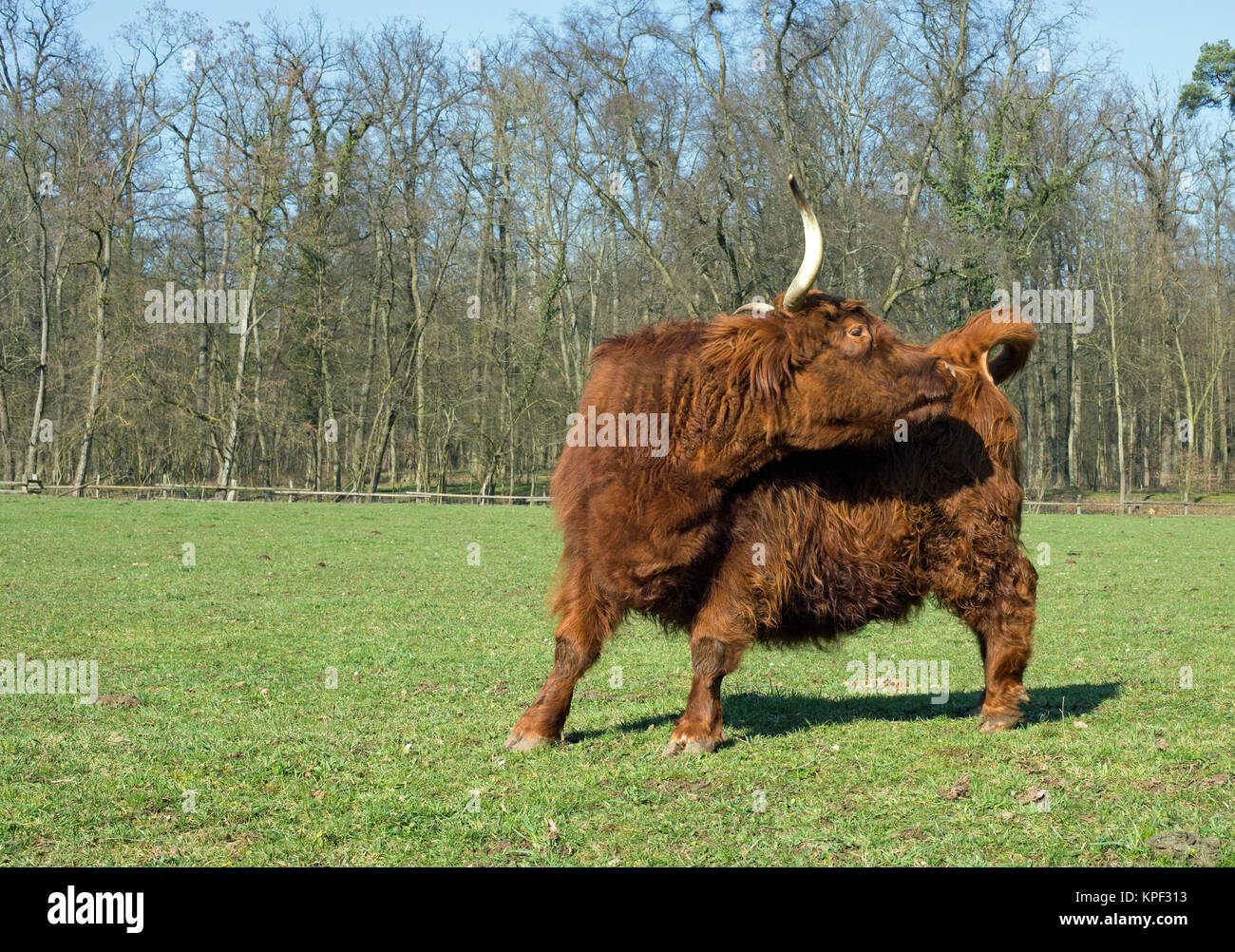 Scottish highland cattle on a meadow,blue cloudless sky Stock Photo - Alamy