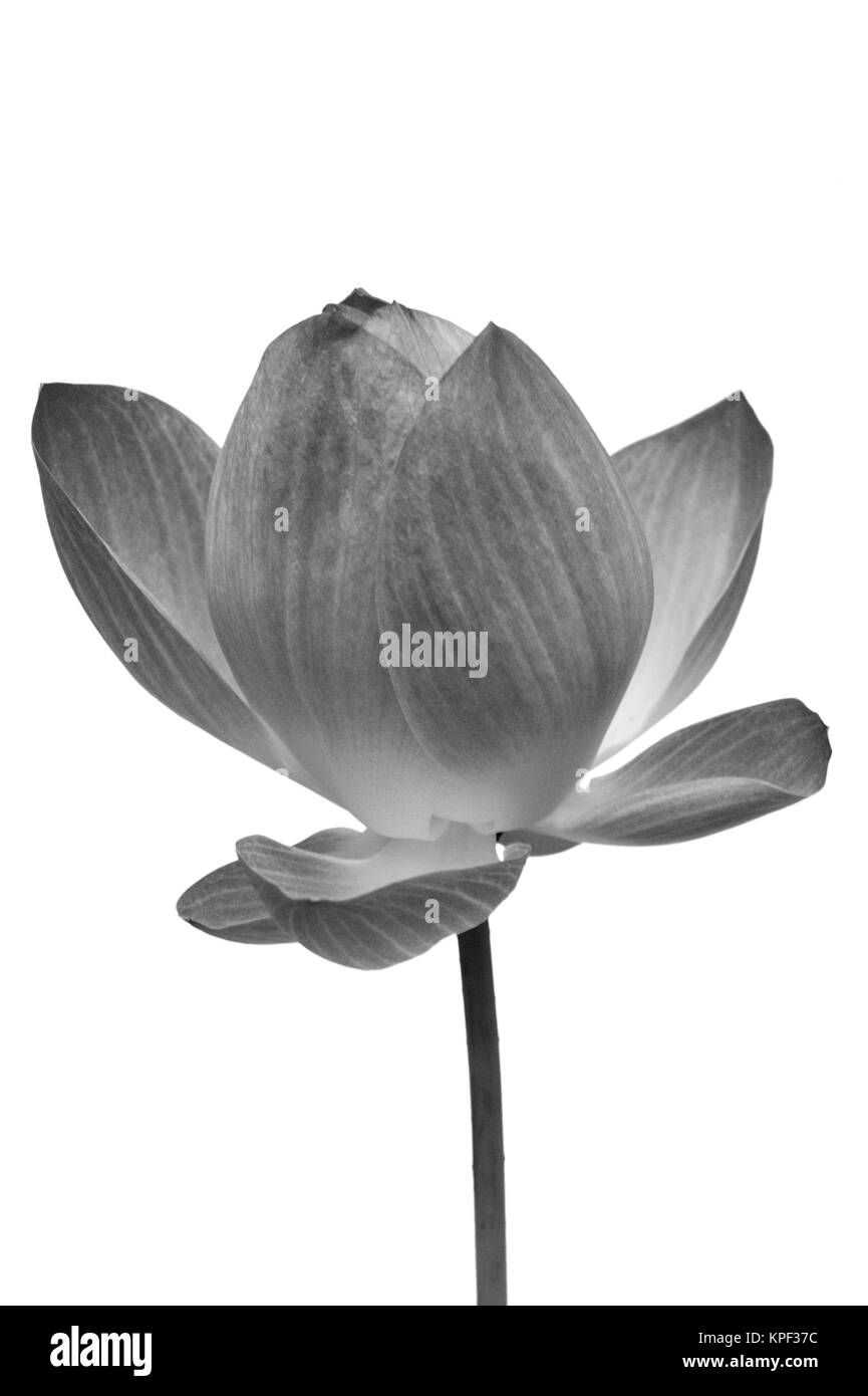 Lotus, Black and white water lily flower, Clipping paths Stock Photo