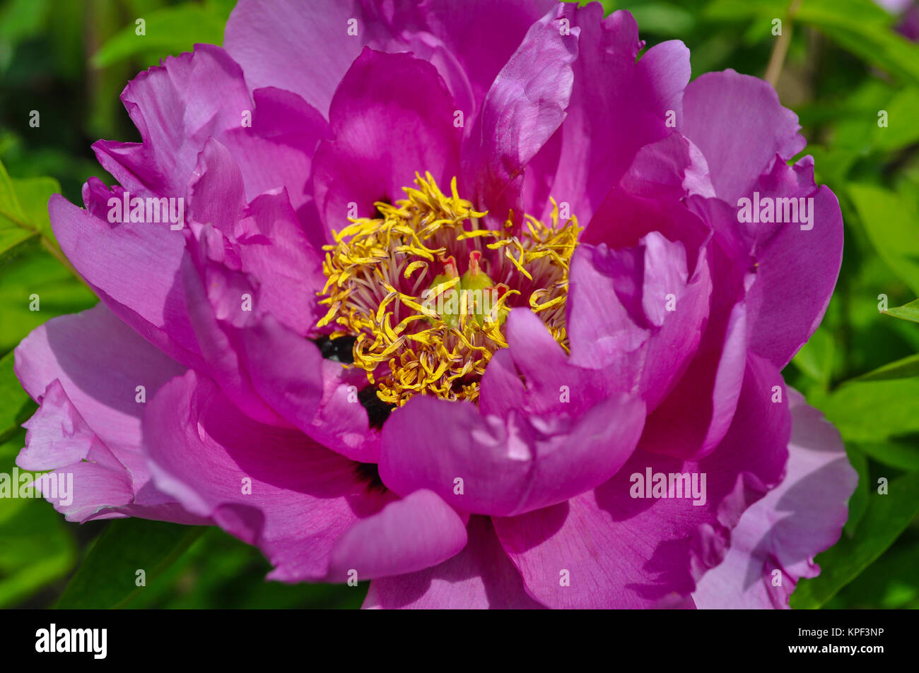 Beautiful pink peony flower close up Stock Photo - Alamy