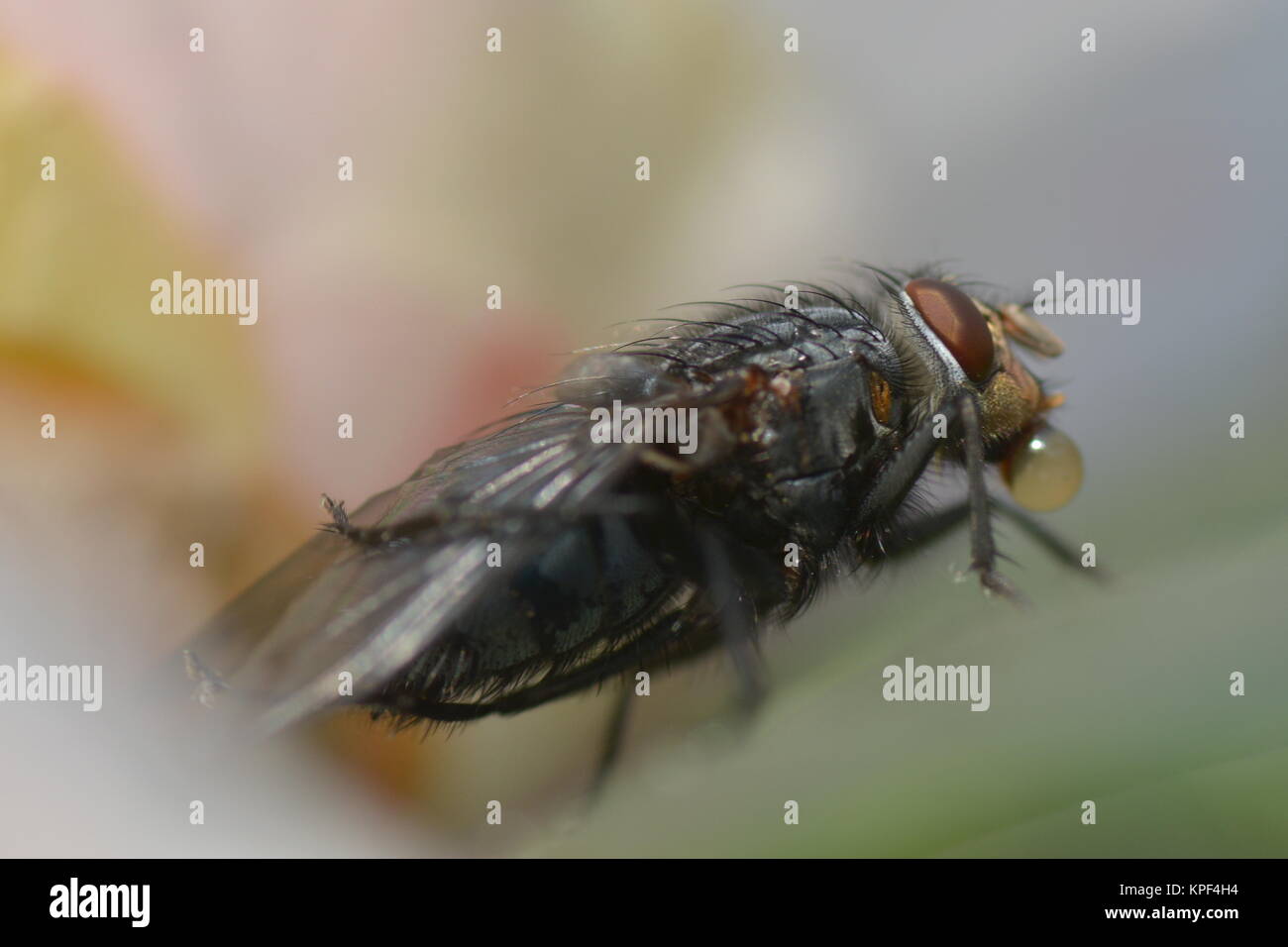 Two wing fly hi-res stock photography and images - Alamy
