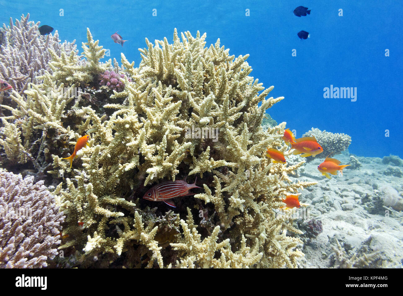 coral reef with hard corals and fishes athias in tropical sea ...