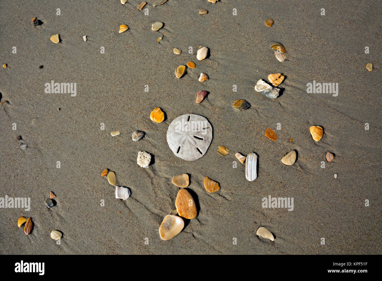 NC01058-00...NORTH CAROLINA - Sand dollar among the colorful rocks, broken shells and even a piece of coral on the beach near Ocracoke Island Campgrou Stock Photo