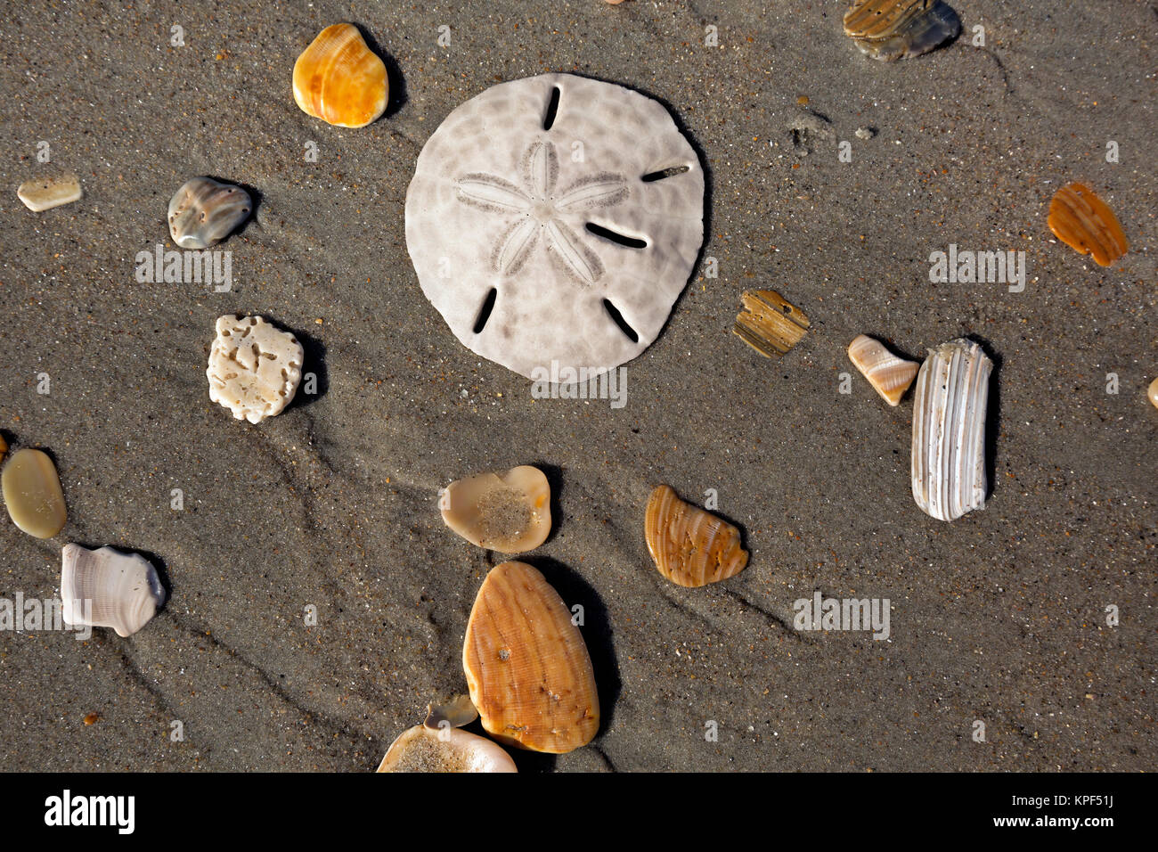 NC01059-00...NORTH CAROLINA - Sand dollar among the colorful rocks, broken shells and even a piece of coral on the beach near Ocracoke Island Campgrou Stock Photo