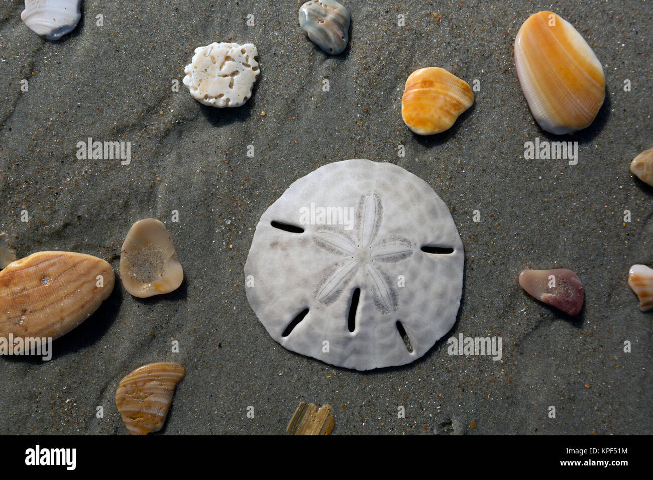 NC01060-00...NORTH CAROLINA - Sand dollar among the colorful rocks, broken shells and even a piece of coral on the beach near Ocracoke Island Campgrou Stock Photo