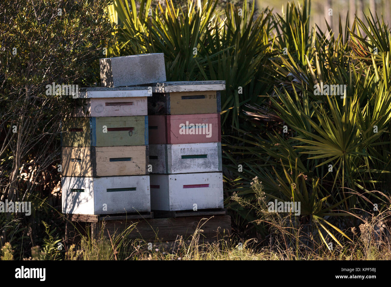 Stacks of langstroth bee hives with honeybees flying in and out as they collect pollen to create honey. Stock Photo