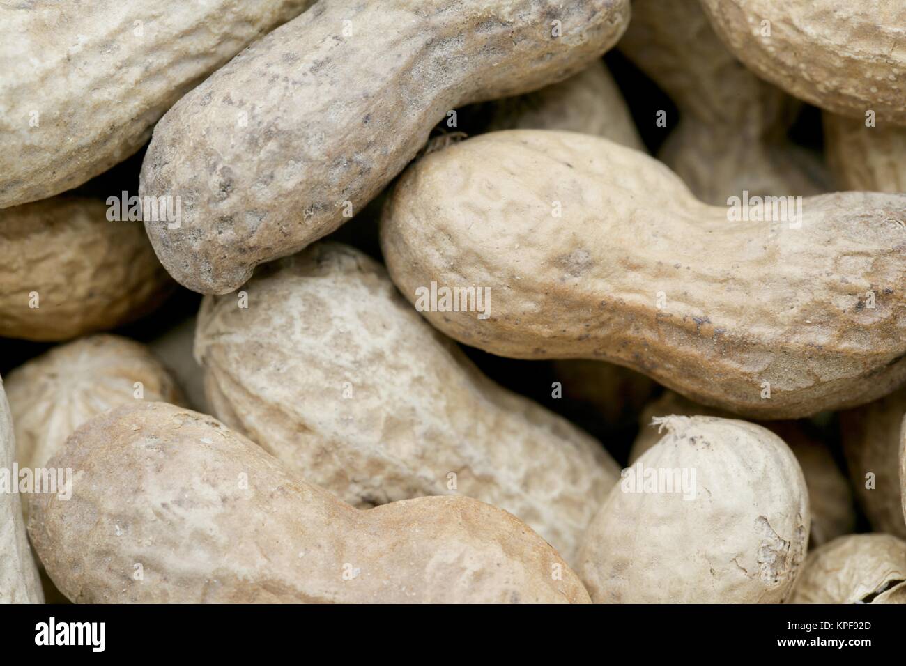 Pig nuts hires stock photography and images Alamy