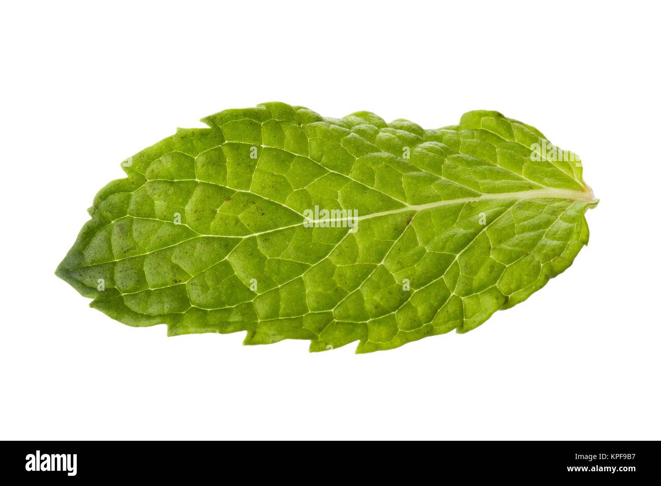 fresh mint leaf Stock Photo Alamy