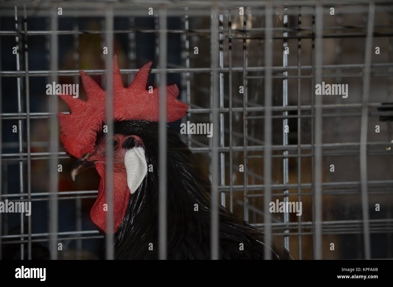 A Chicken in a steel cage Stock Photo