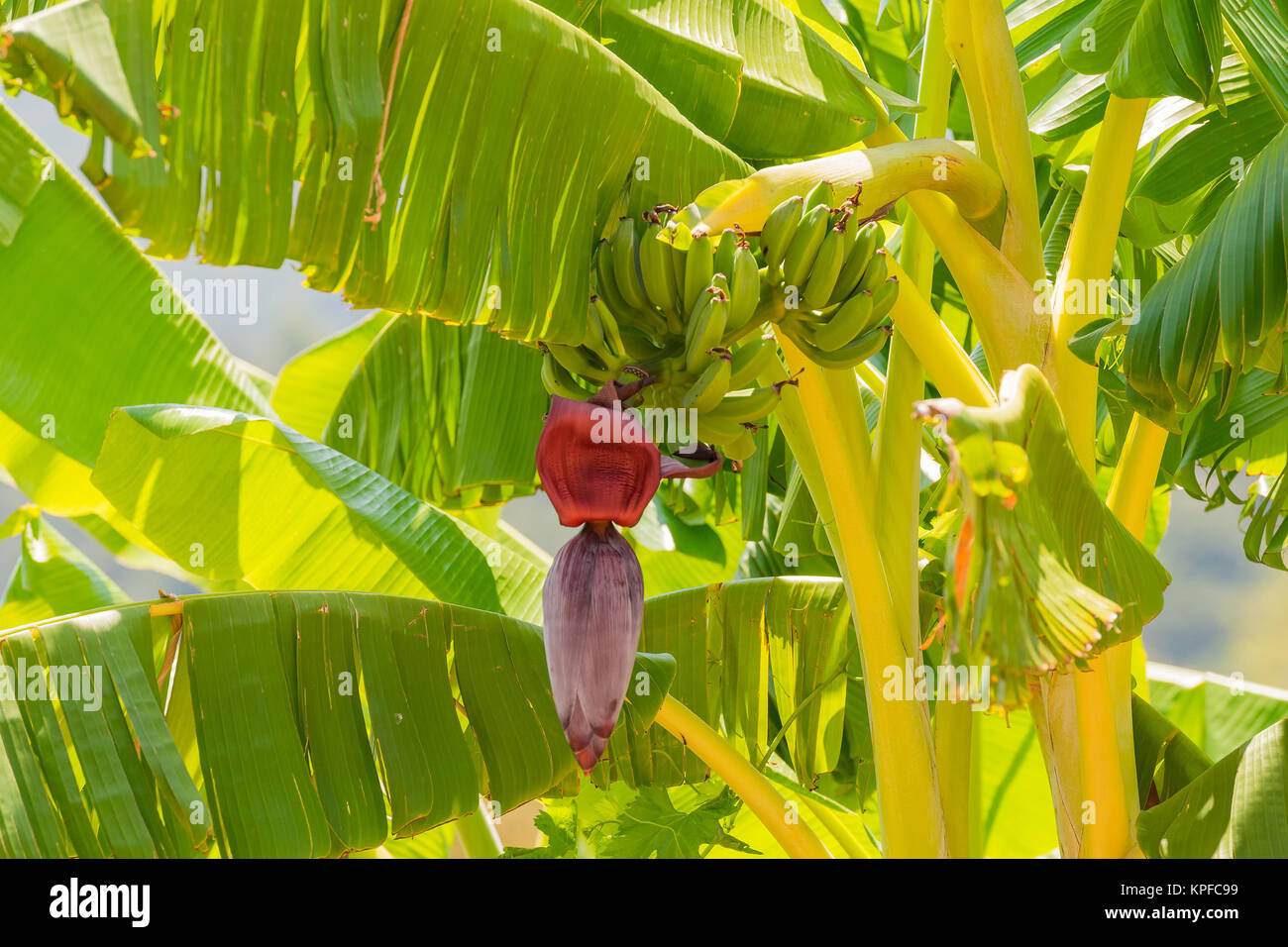 Banana tree close up view Stock Photo Alamy