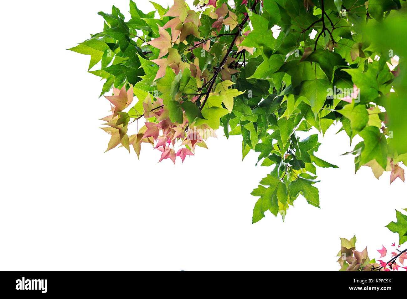 Autumn maple leaves isolated on white background Stock Photo - Alamy