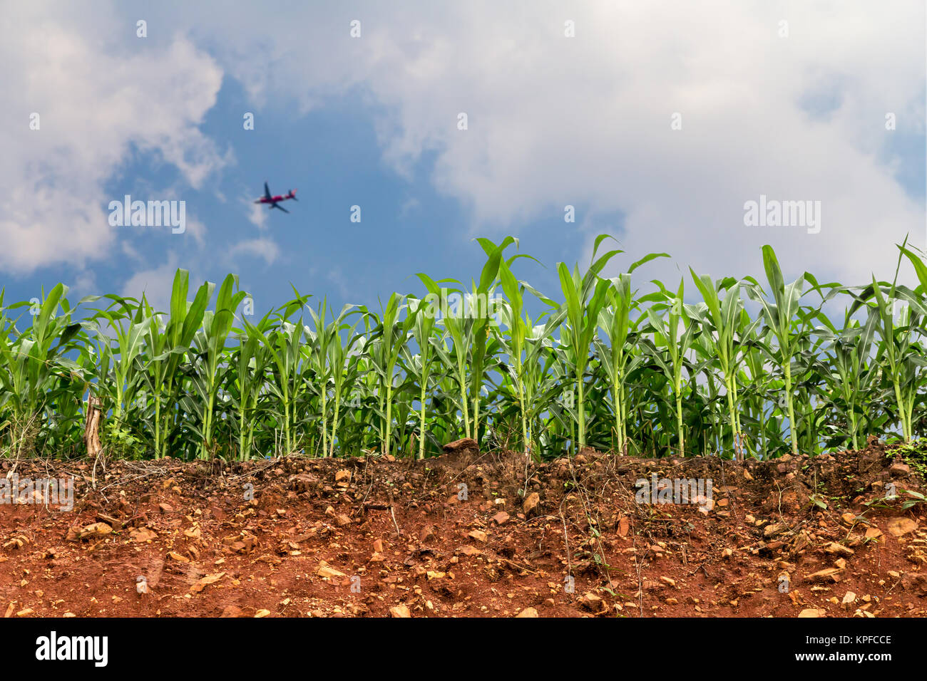 seedling corn field on red lateritic soil cross section with plane and