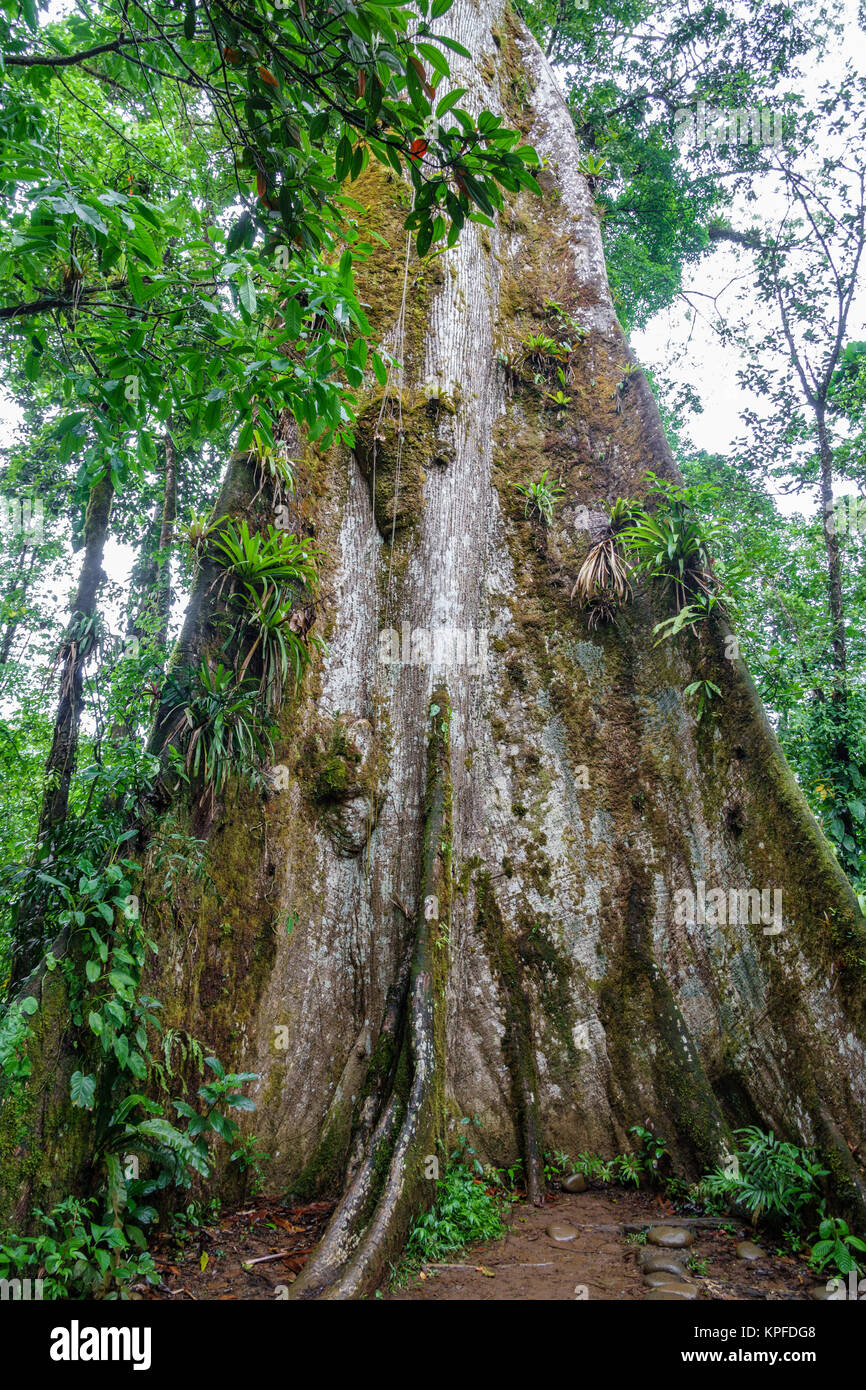 Panoramic view of huge tree in the forest Stock Photo Alamy