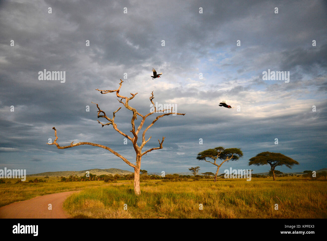 Wildlife sightseeing in one of the prime wildlife destinations on earht -- Serengeti, Tanzania. Ground hornbills flying from dead tree and stormy sky. Stock Photo