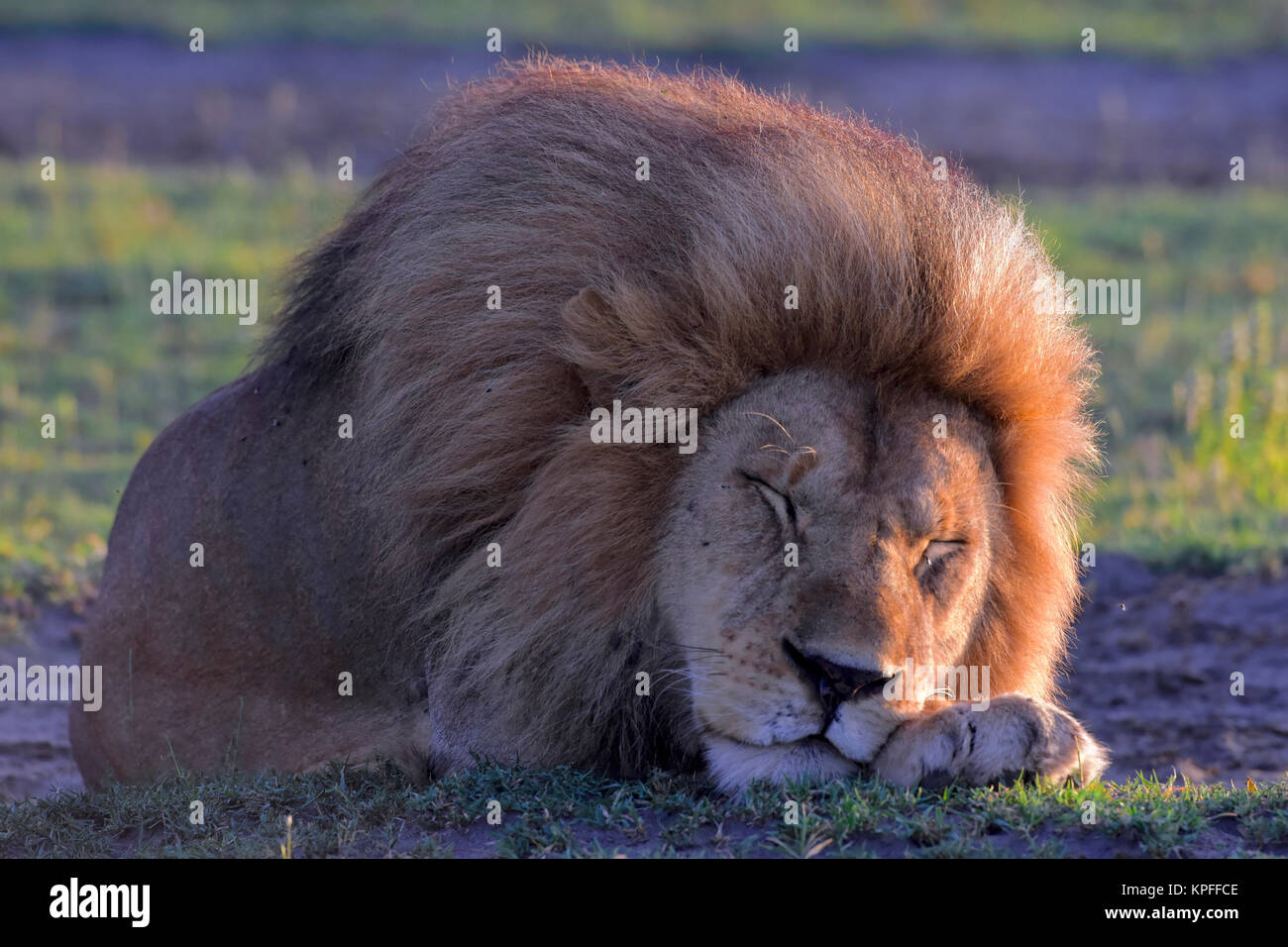 Wildlife sightseeing in one of the prime wildlife destinations on earht -- Serengeti, Tanzania. Sleeping handsome male lion. Stock Photo