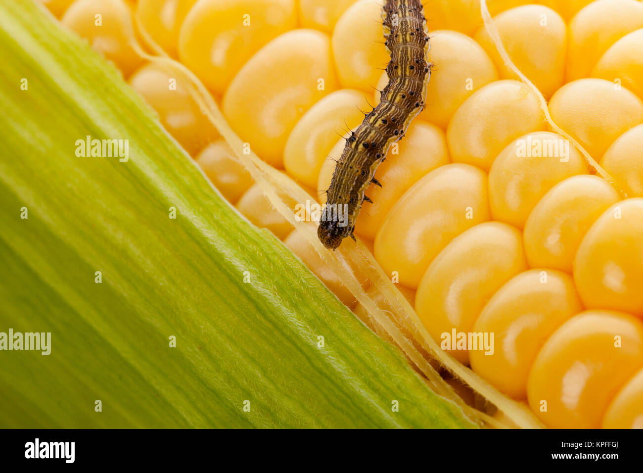 Worm on corn cob. Organic maize. Corn Harvest Affected By Worms. Stock Photo