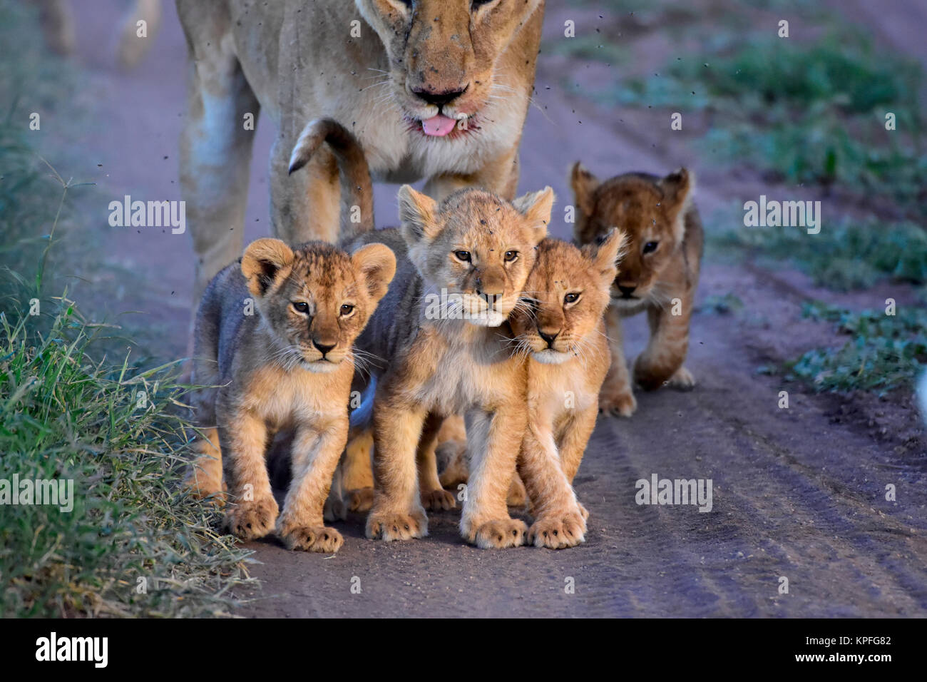 Wildlife sightseeing in one of the prime wildlife destinations on earht -- Serengeti, Tanzania. Lioness with 5 small cubs Stock Photo