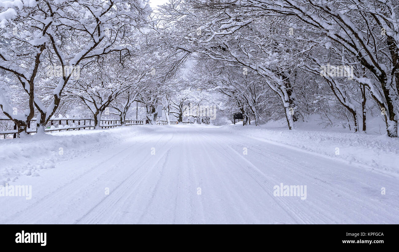 Road and tree covered by snow in winter Stock Photo - Alamy