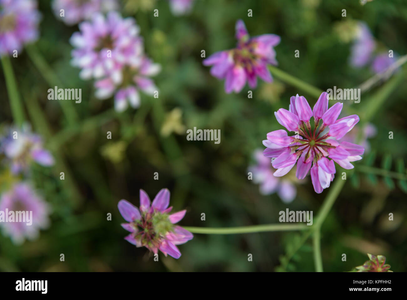 Pink wild flowers close up Stock Photo Alamy