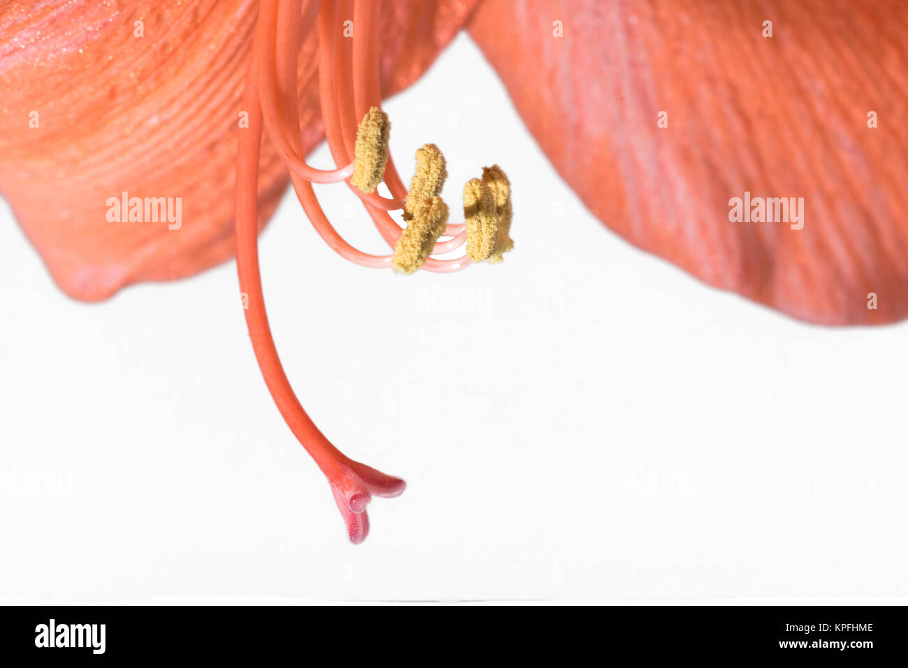 Closeup of pollen grains on the stamen of an amaryllis Stock Photo