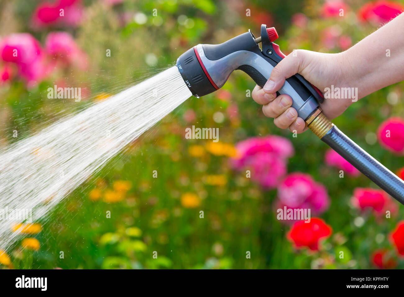 Watering garden with flowers using hose Stock Photo Alamy