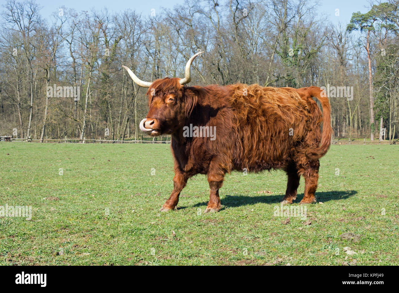 Scottish highland cattle on a meadow,blue cloudless sky Stock Photo - Alamy