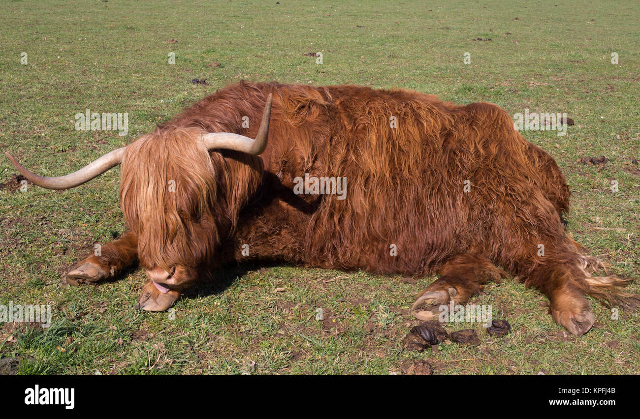 Scottish highland cattle on a meadow,blue cloudless sky Stock Photo - Alamy