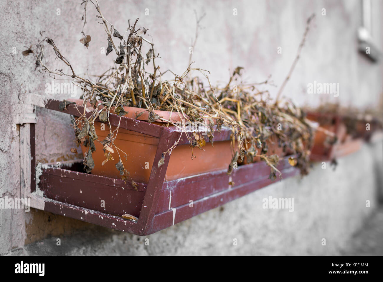 Flowerpots with flowers died Stock Photo Alamy