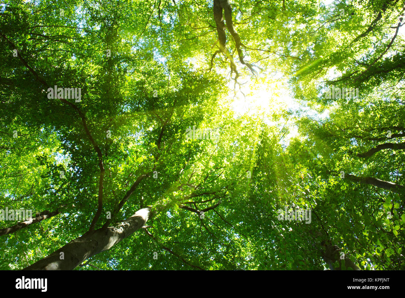 Beautiful morning scene in the forest with sun rays .Germany forest ...