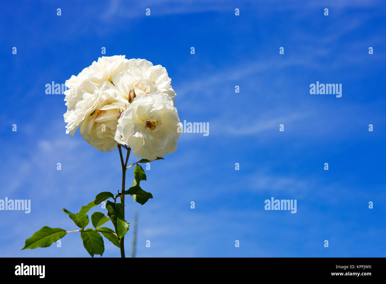White roses isolated on blue sky background Stock Photo - Alamy