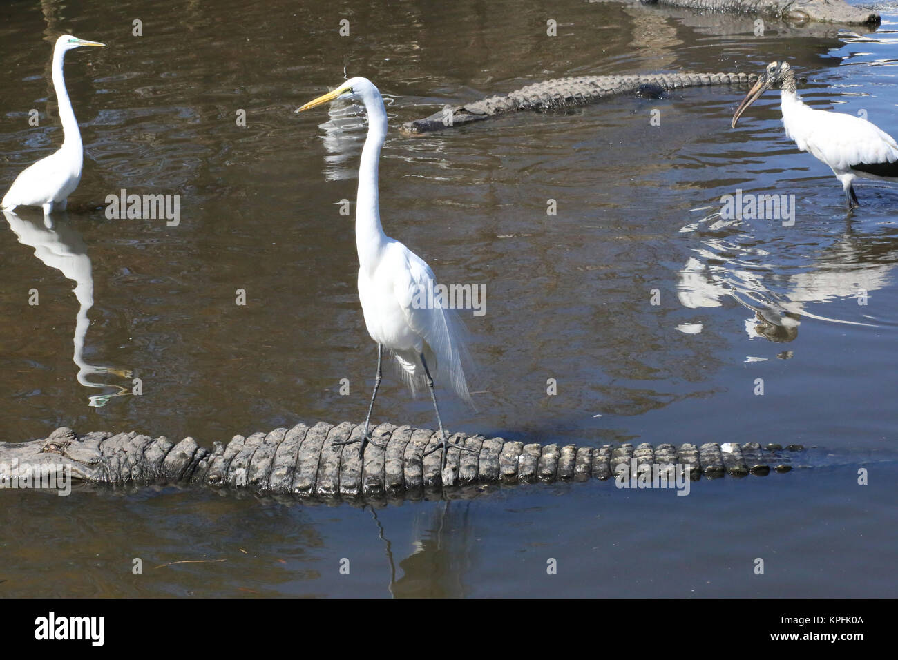 Reiher steht auf Alligator, Alligator schwimmt Stock Photo