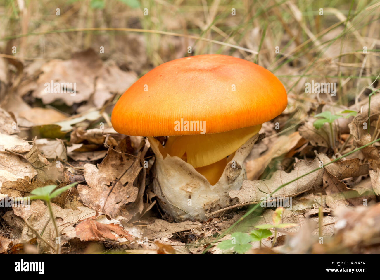 Young Caesar's Mushroom in autumn forest Stock Photo