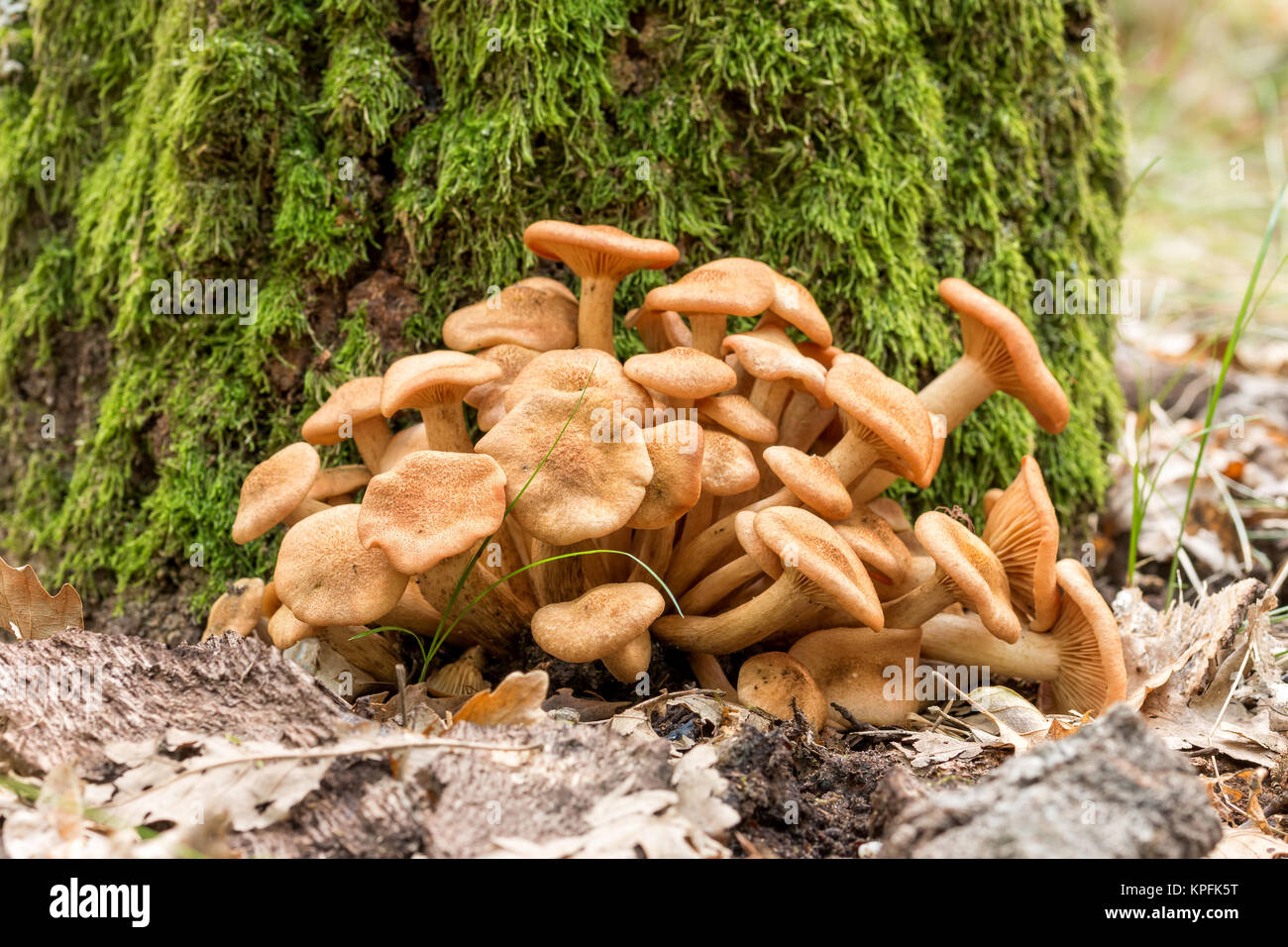 Ringless Honey Fungus (Armillaria tabescens Stock Photo - Alamy