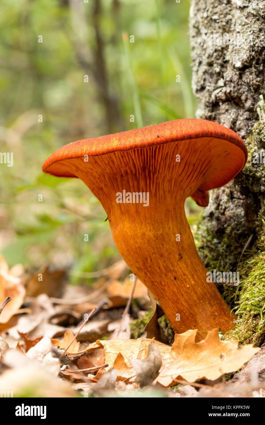 Jack o'Lantern Mushroom (Omphalotus olearius Stock Photo Alamy