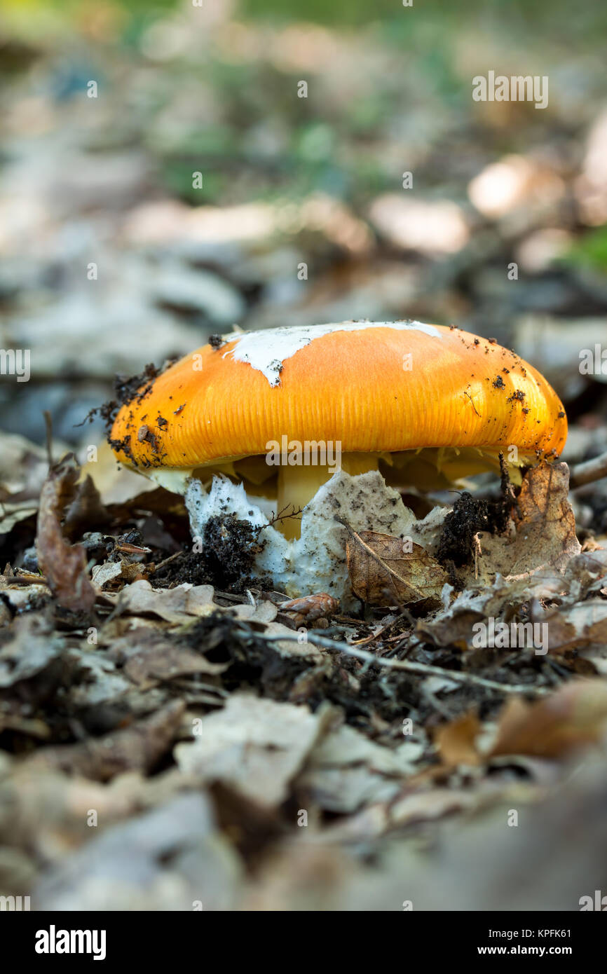 Young Caesar's Mushroom in autumn forest Stock Photo