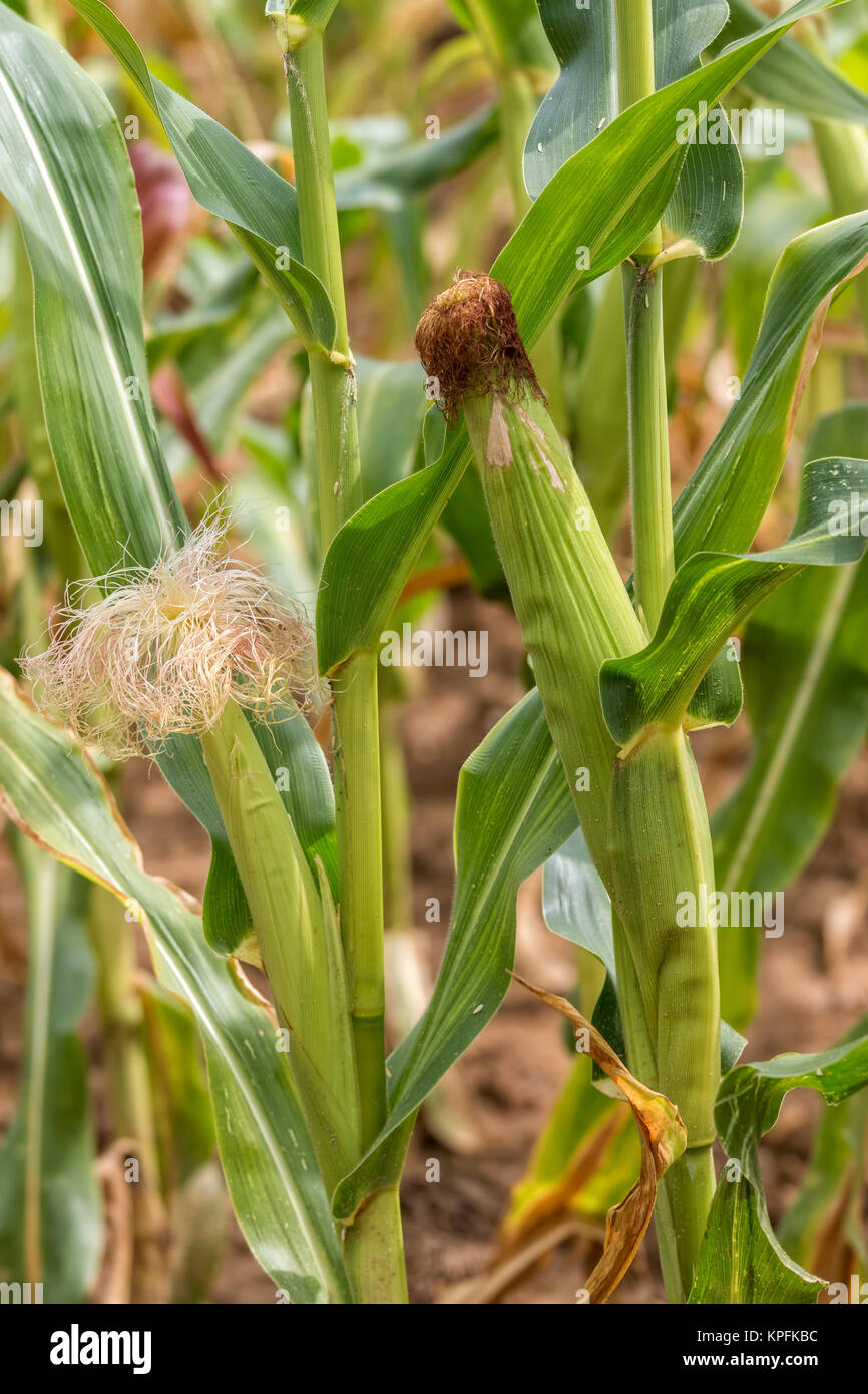 Close up of maize Stock Photo - Alamy