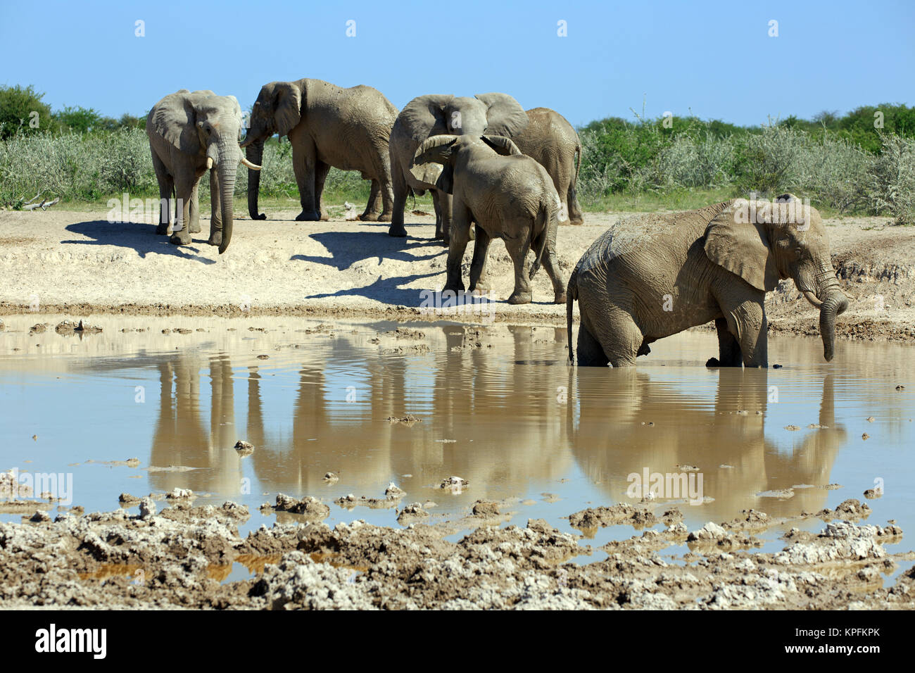 Elephants At Waterhole Stock Photo Alamy