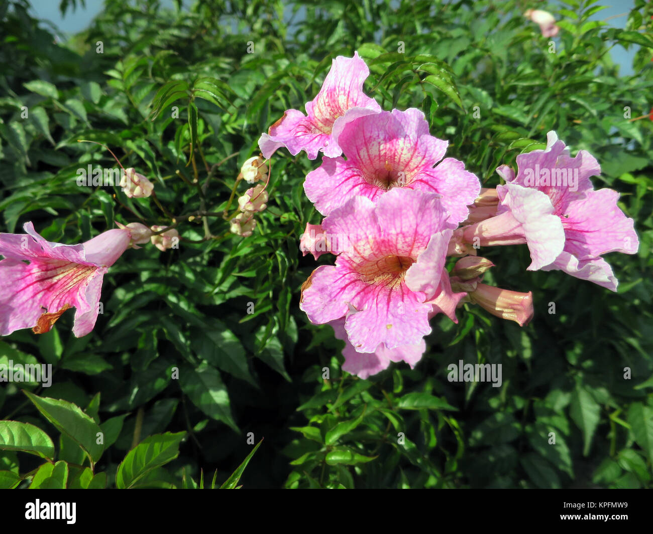 Rosa Trompetenwein (Podranea ricasoliana), auch Weitschlundige Bignonie, Canico, Madeira, Portugal Stock Photo