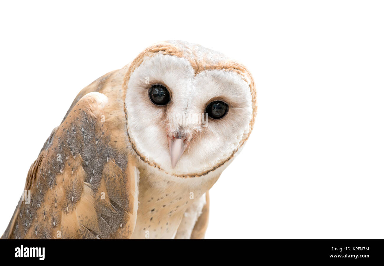 common barn owl ( Tyto albahead ) isolated Stock Photo Alamy